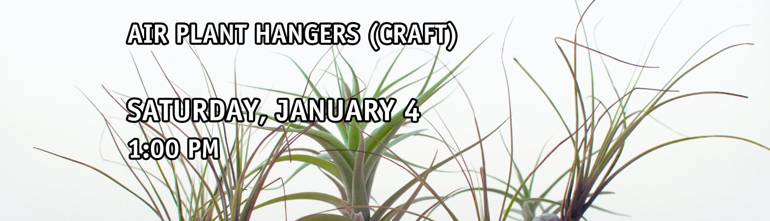 Air Plant Hangers